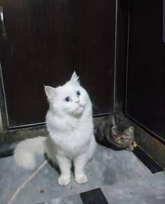 all cats available kitten female and male availbal contact 03148775775