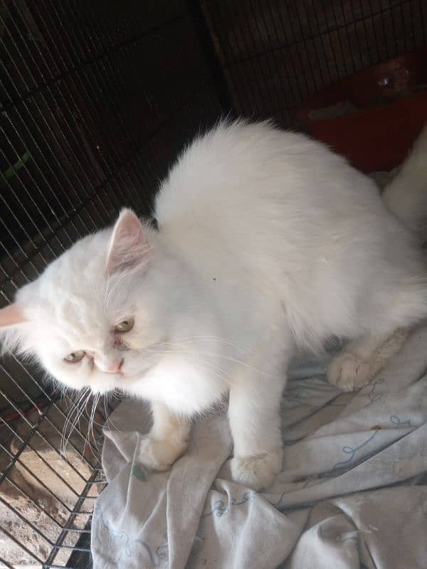 all cats available kitten female and male availbal contact 03148775775 1