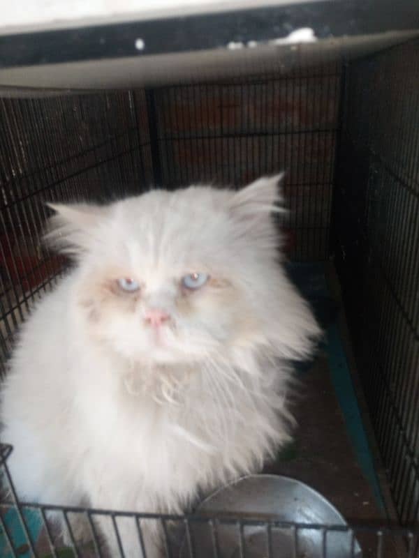 all cats available kitten female and male availbal contact 03148775775 2