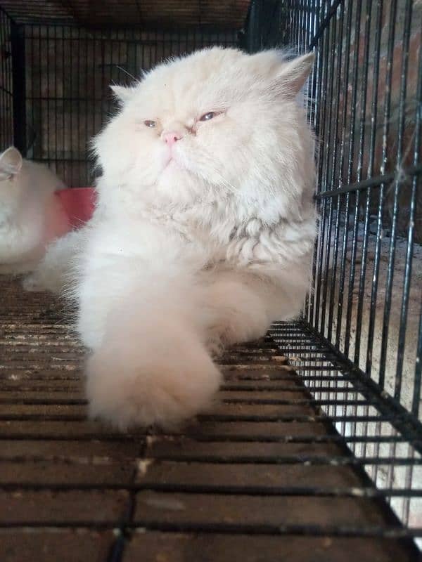 all cats available kitten female and male availbal contact 03148775775 11