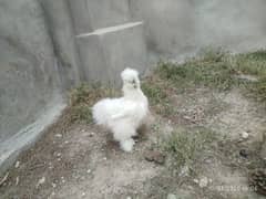 Silkie breeder pair