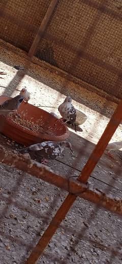 Dove breeder pairs