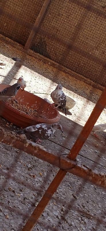 Dove breeder pairs 0