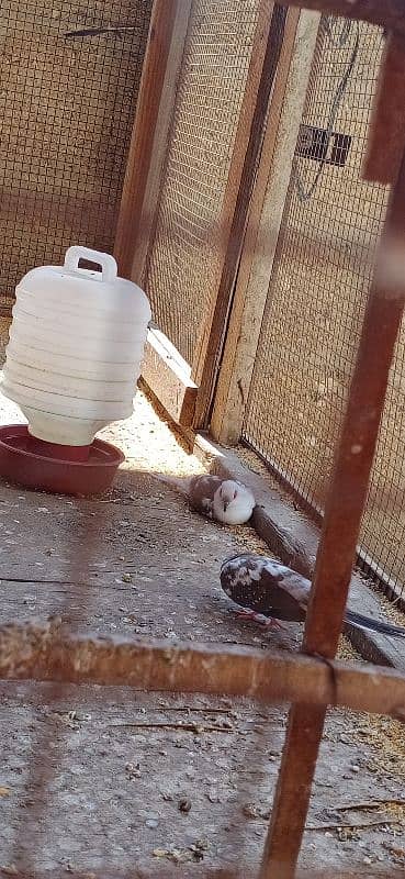 Dove breeder pairs 1