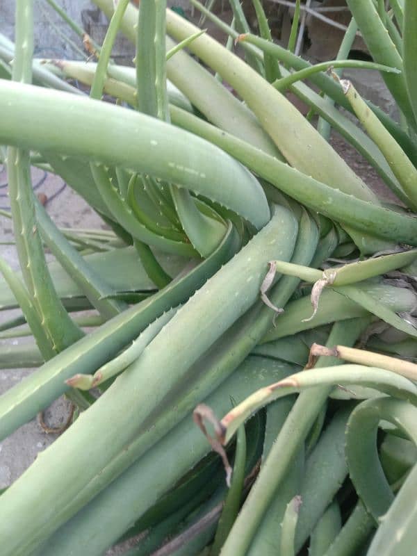 frsh aloe vera plants per kg rates 0