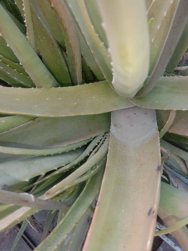 frsh aloe vera plants per kg rates 1