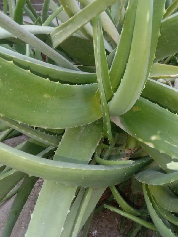 frsh aloe vera plants per kg rates 2