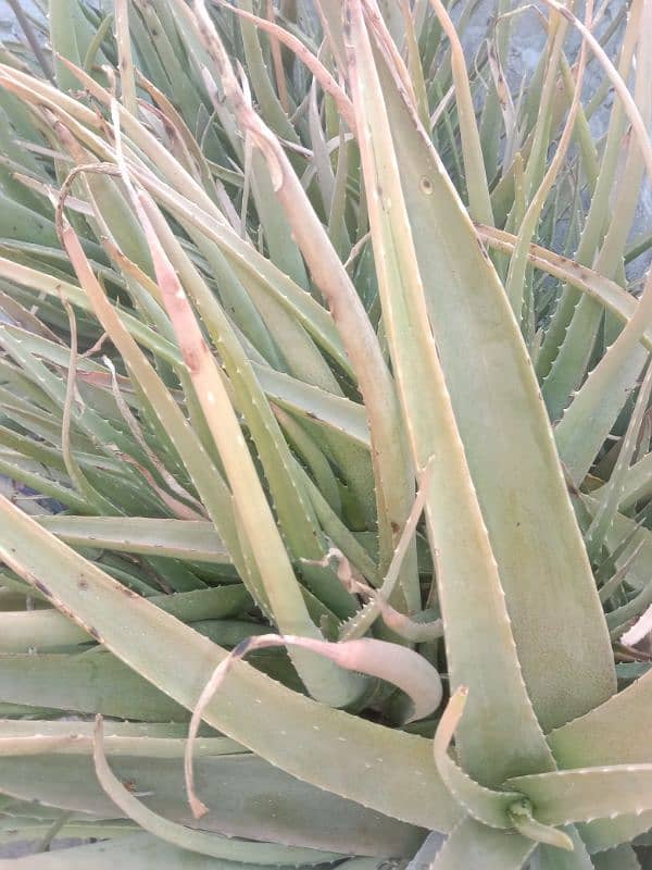 frsh aloe vera plants per kg rates 3