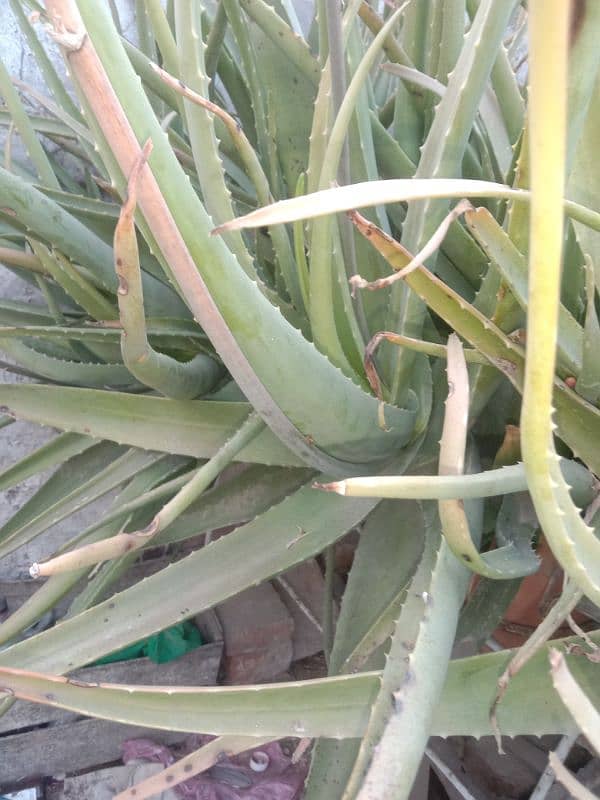 frsh aloe vera plants per kg rates 4