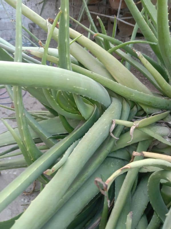 frsh aloe vera plants per kg rates 5