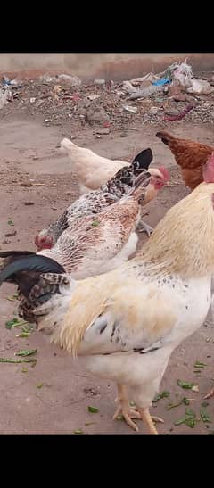 Eggs laying hens healthy active