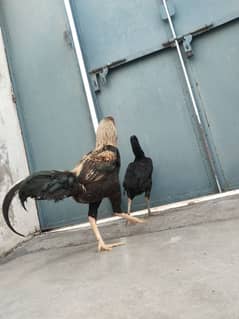 Aseel male and female hens