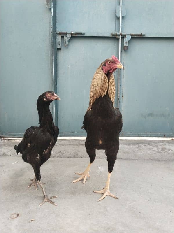 Aseel male and female hens 1