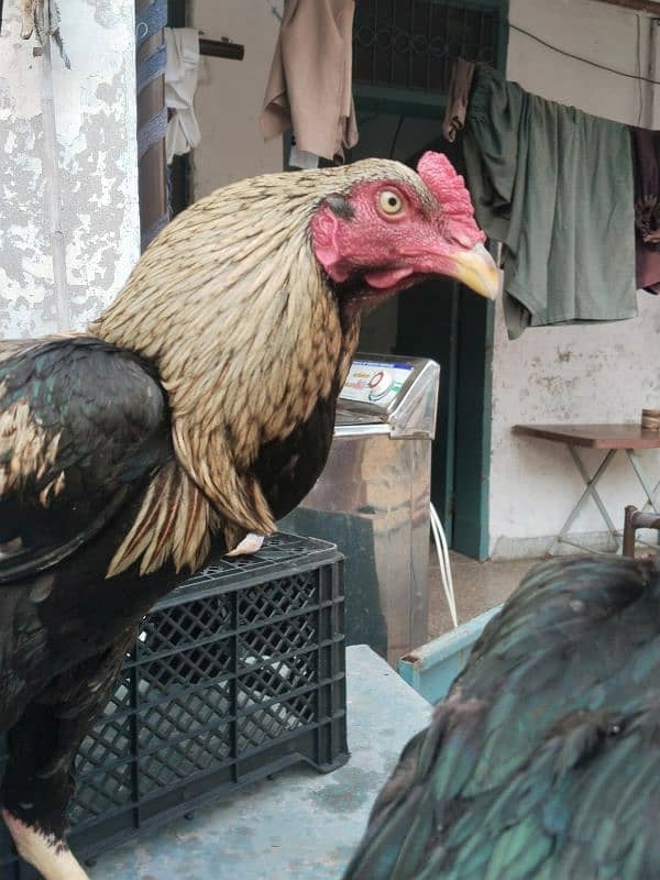 Aseel male and female hens 4