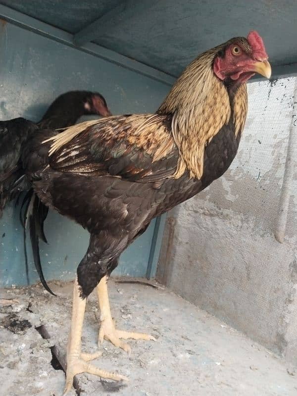 Aseel male and female hens 5