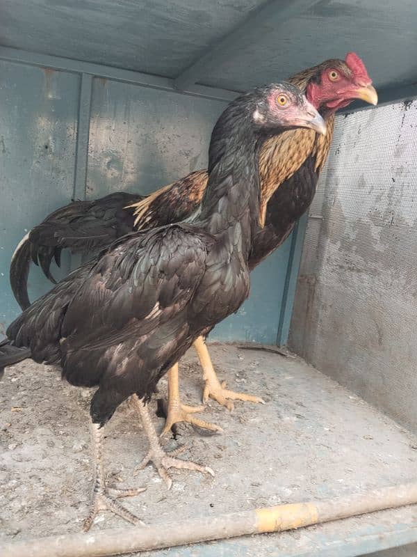 Aseel male and female hens 6