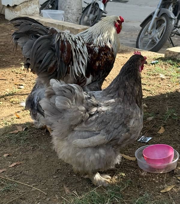 blue brahma pair 0