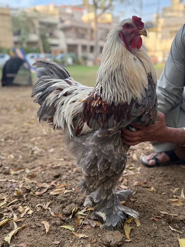 blue brahma pair 2