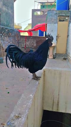 Ayam cemani grey tongue pure 2 Male + 5female