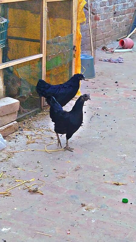 Ayam cemani grey tongue pure 2 Male + 5female 1