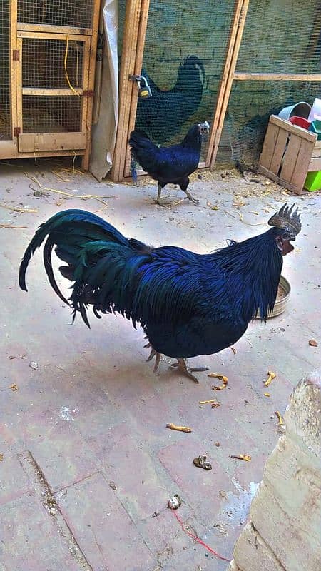 Ayam cemani grey tongue pure 2 Male + 5female 2