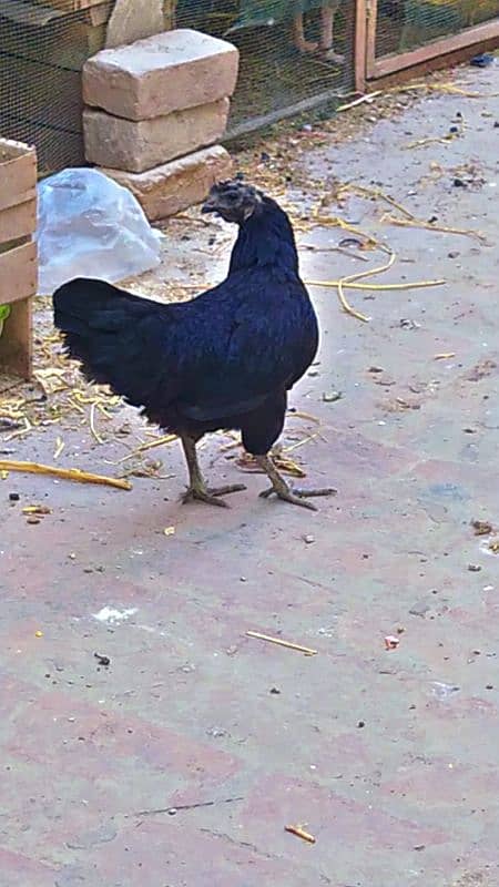 Ayam cemani grey tongue pure 2 Male + 5female 3