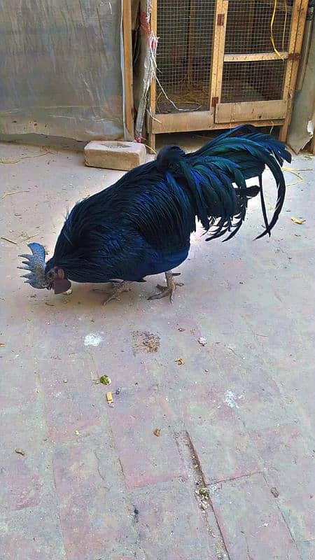 Ayam cemani grey tongue pure 2 Male + 5female 4