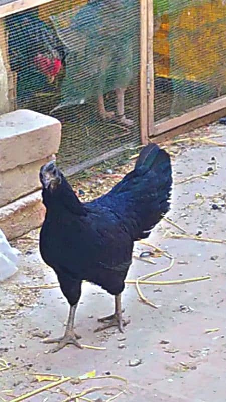 Ayam cemani grey tongue pure 2 Male + 5female 5