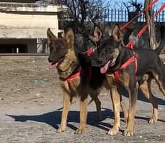 available alshesion Bhagyari | Alsatian Bhagyari security Dog For Sale