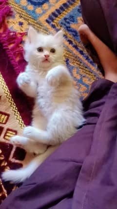 Persian breed kitten