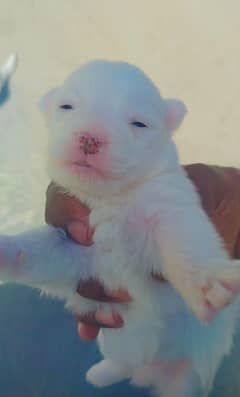 Maltese  male dogs for sale  3 males