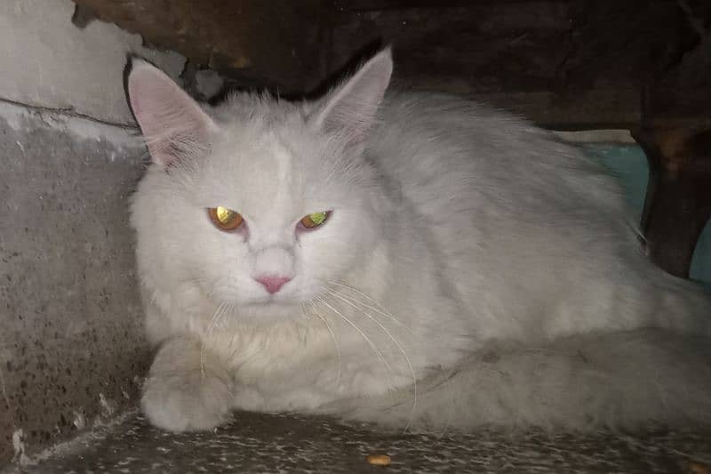 Persian  white cat male 0