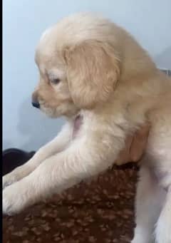 Golden retriever female puppy Available