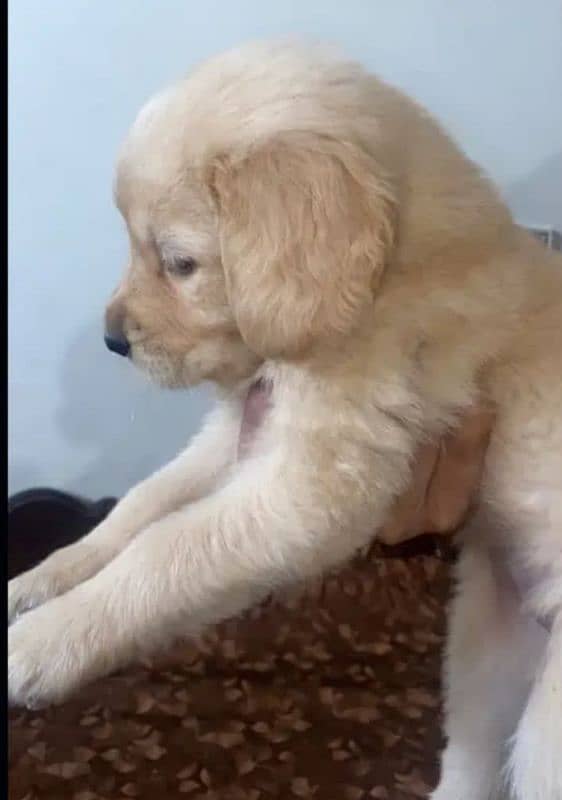 Golden retriever female puppy Available 0