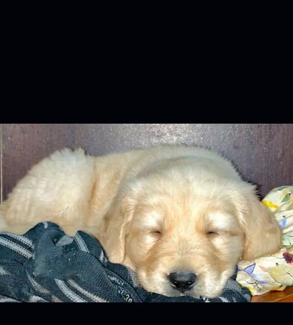 Golden retriever female puppy Available 1