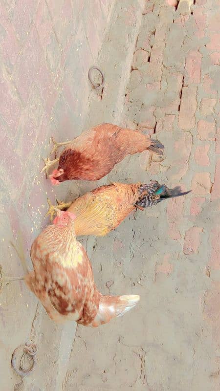 Egg laying hens 5