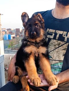 German Shepherd Stock Hair Female Puppy