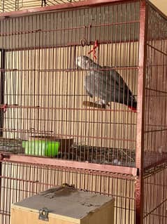 Grey Parrot Breeder Male for sale