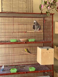 Grey Parrot Breeder Male for sale