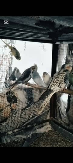 Budgies for sale