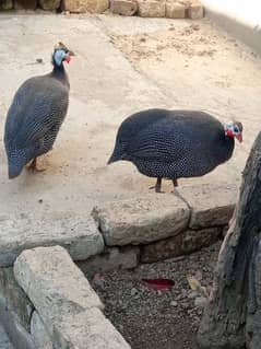 Guinea Fowl pair (Black)