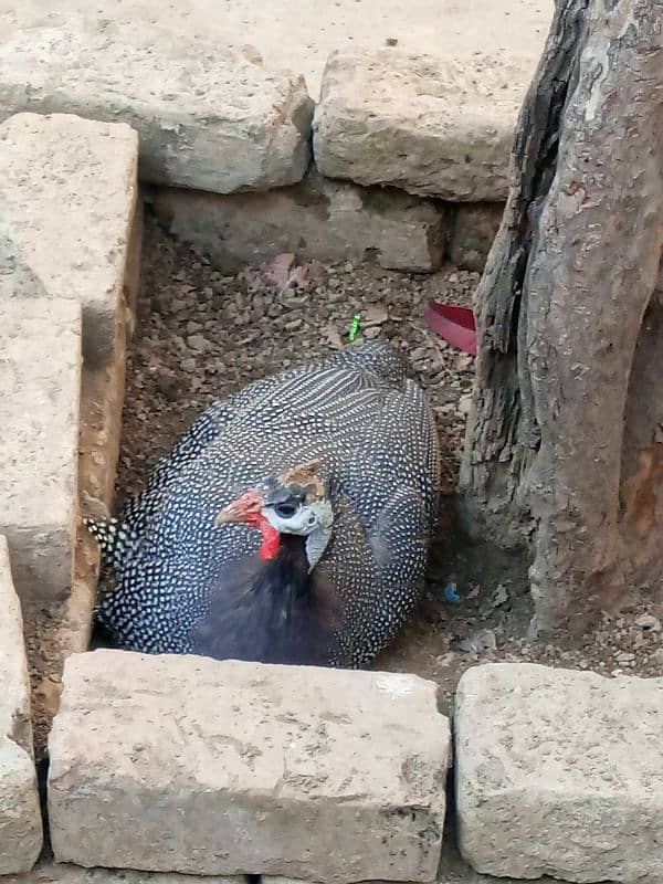 Guinea Fowl pair (Black) 1