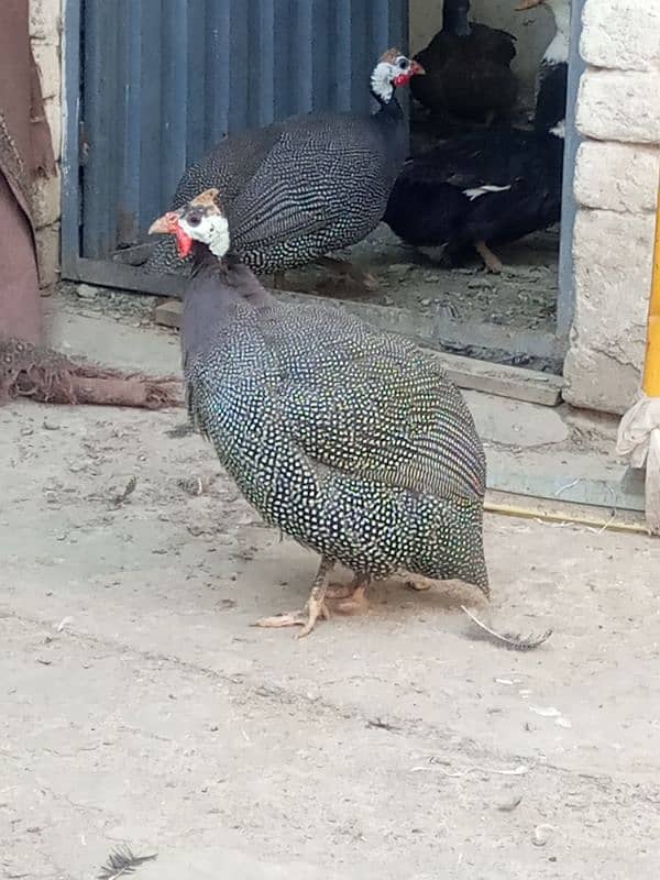 Guinea Fowl pair (Black) 2