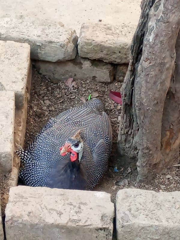 Guinea Fowl pair (Black) 3