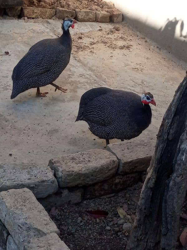 Guinea Fowl pair (Black) 4