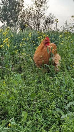 breader trio egg laying chicken