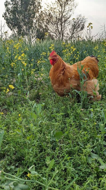 breader trio egg laying chicken 1