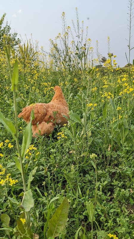 breader trio egg laying chicken 2