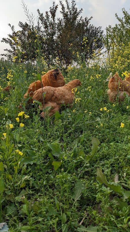 breader trio egg laying chicken 4