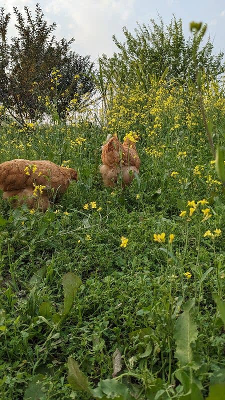 breader trio egg laying chicken 5